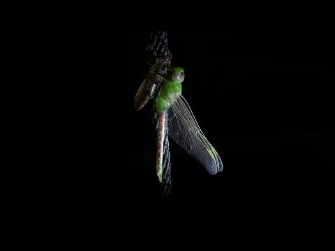 Emergence of a Green Darner Dragonfly