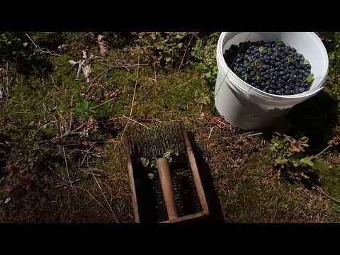 Borůvky rostou! 28.7.2017