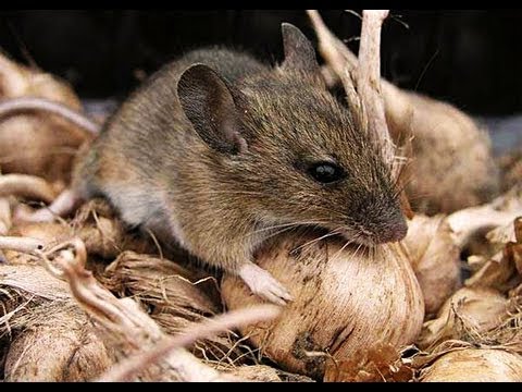 download lagu mp3 mp4 Dirty Mouse, download lagu Dirty Mouse gratis, unduh video klip Dirty Mouse