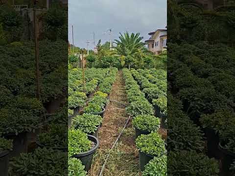 پیتسپرم های زیبای گلکده