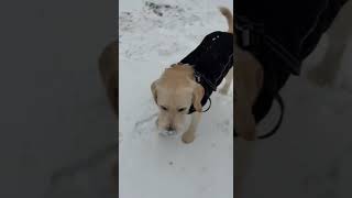 Video preview image #1 Golden Retriever-Unknown Mix Puppy For Sale in Arlington, VA, USA