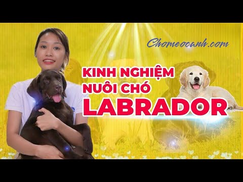 , title : 'Kinh nghiệm nuôi chó Labrador - Cách chăm sóc chó Labrador con, trưởng thành như thế nào?'