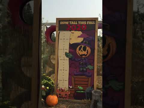 Jack And Noels Pumpkin Patch