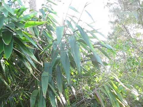 Thysanolaena maxima Tiger Grass