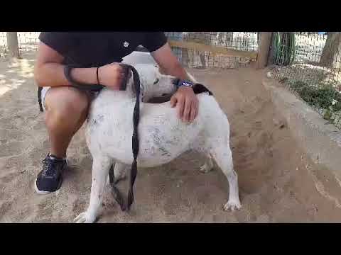 Vídeo de PHOENIX