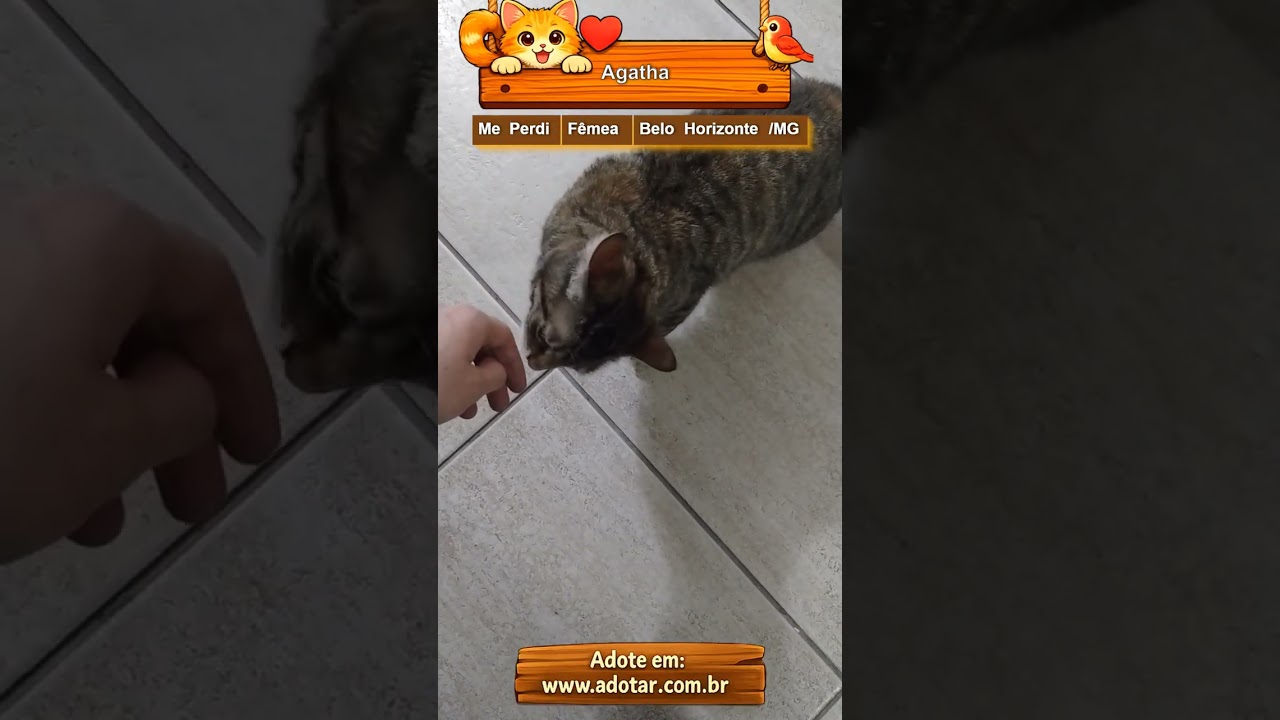 Gato raça SRD-ViraLata idade 3 anos nome Agatha