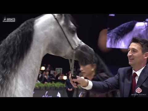 N 38 D SHIHANAH   Paris 2019   Junior Fillies Class 2A