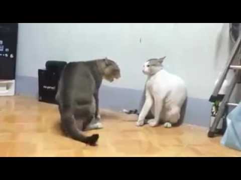 Cats funny video