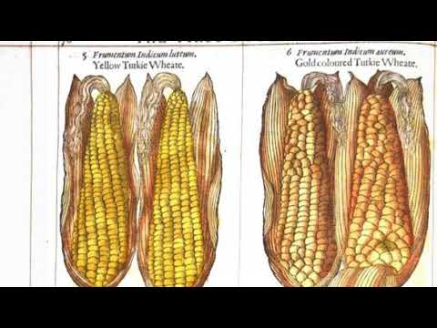 Corn  "Old World " Pre-Columbus / Turkish Wheat / Three Indias