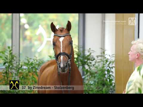 Verden Stallion Licensing 2021 - Jumping - Dec. 2-4 - No. 37 Stallion by Zinedream - Stolzenberg