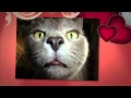 Funny Cat Pics With Quotes