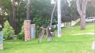 preview picture of video 'Kangaroo KickBoxing at Sanctuary Point'