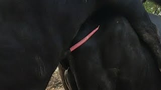 Buffalo sexy video