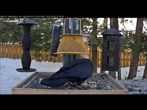 Crow & peanuts ( Caw, caw, caw)     19 10   Video 2018 03 29 191423