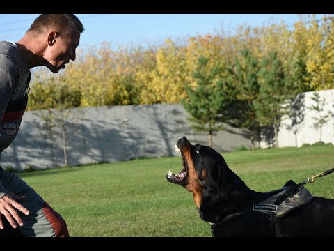 Rottweilers of the kennel -SIBIRSKAYA  ZVEZDA