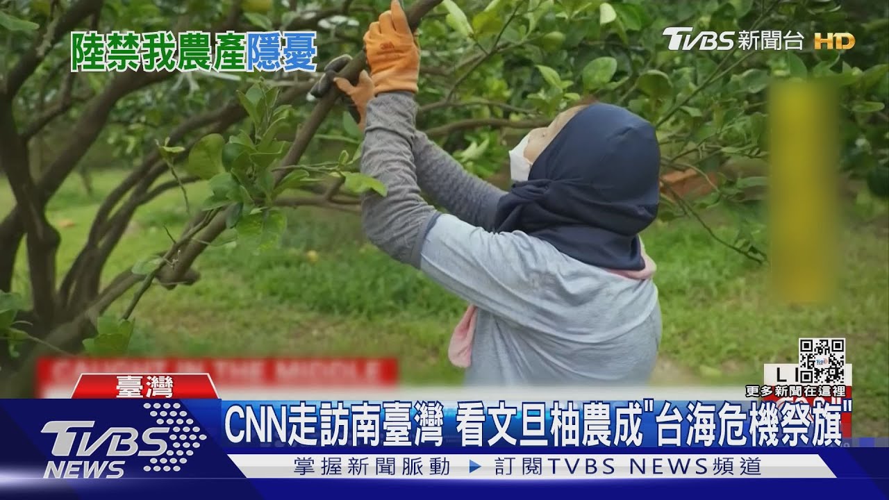 CNN走訪南臺灣 看文旦柚農成「台海危機祭旗」