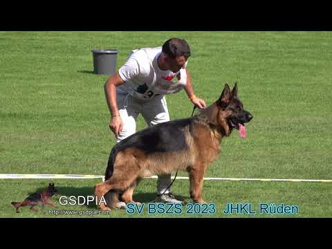 SV BSZS 2023  JHKL Rüden
