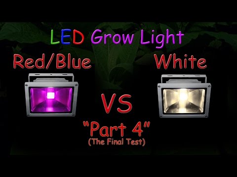 White LED vs Red/Blue LED Grow Test - Part 4 (The Final Results!) "Hydroponic Tomatoes" 2016