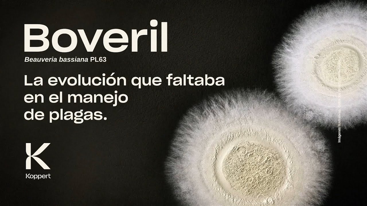 Video preview poster