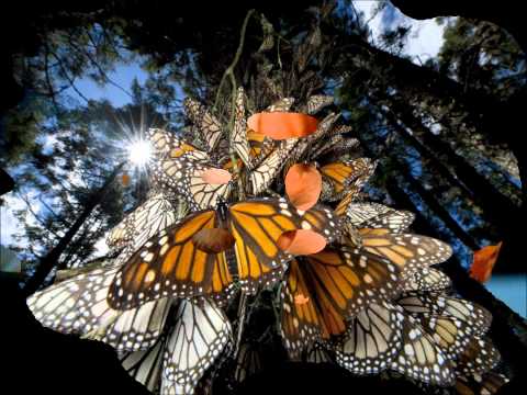 Per un amico in più