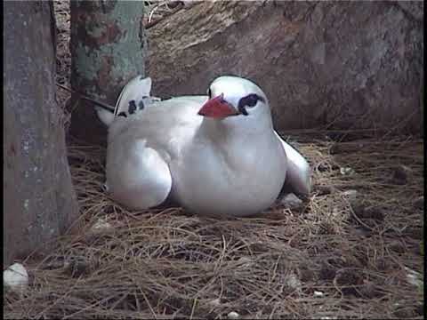 Midway Atoll . Part 14. red-tailed tropicbirds