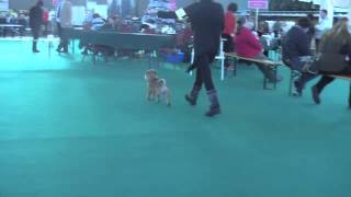 Griffon Spookje Amsterdam Winner 2013