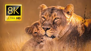 Ultimate African Wildlife 8K ULTRA HD / 8K TV / 8K ANIMAL VIDEO ULTRA HD / 8K 60FPS