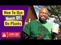 How To Use Neem Oil On Plants 🌱