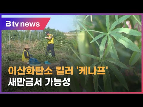 Kenaf, a future eco-friendly plant, undergoes test cultivation in Saemangeum.