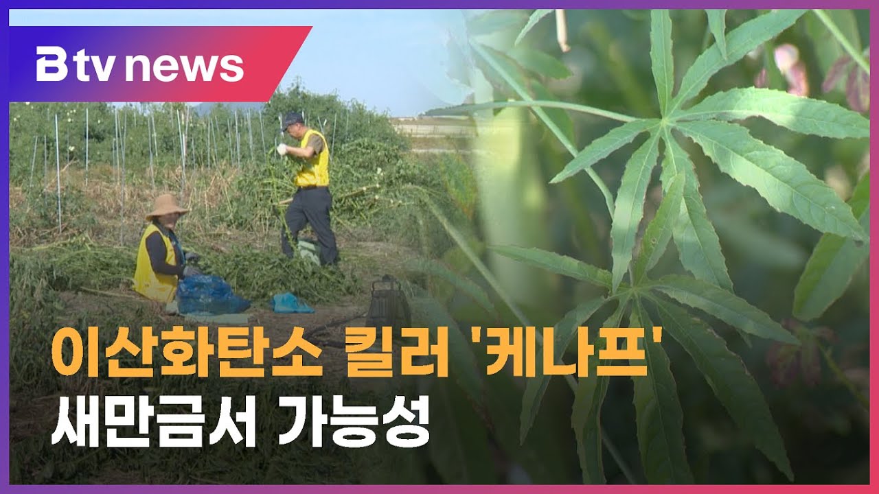 미래 친환경 식물 "케나프", 새만금에서 시험 재배