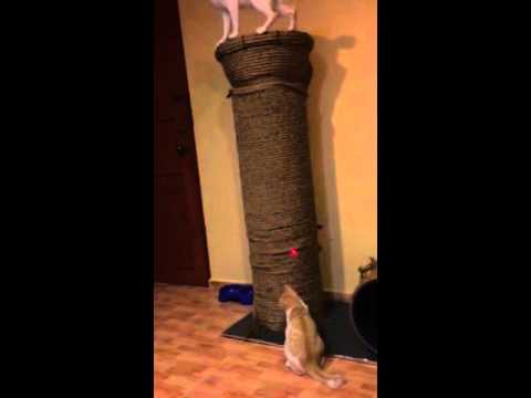 Nihaal n Naylaa on cat condo