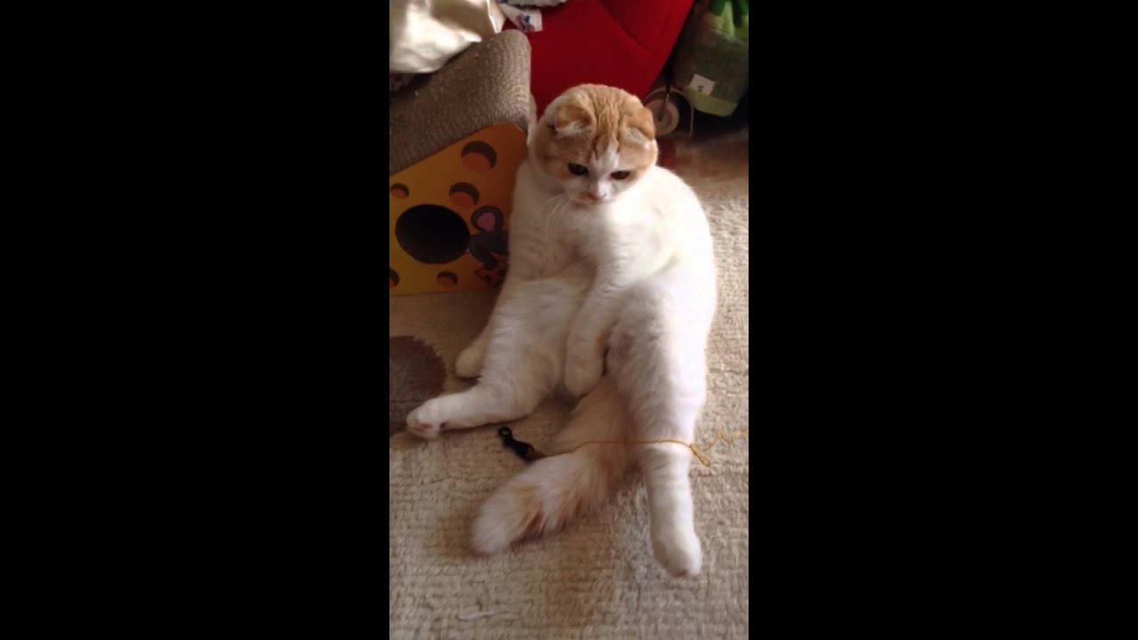 座り方がおっさんなスコティッシュフォールド みるきぃ☆