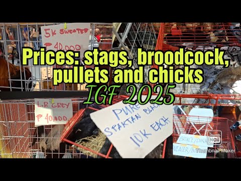 International Gamefowl 2025 prices and breeds continued