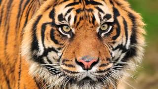 Jah Wobble   Tiger Tiger