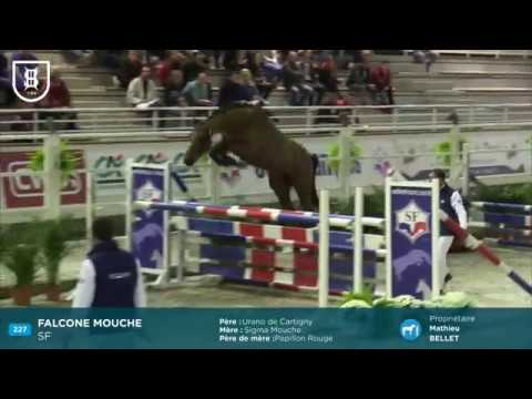 Falcone Mouche : Approbation Etalon SF 2017 - 2 ans