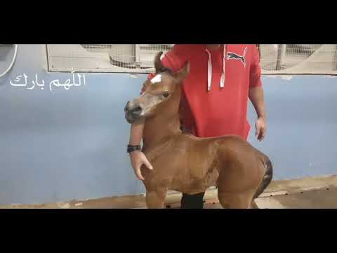 Prometheus CW "Colt"