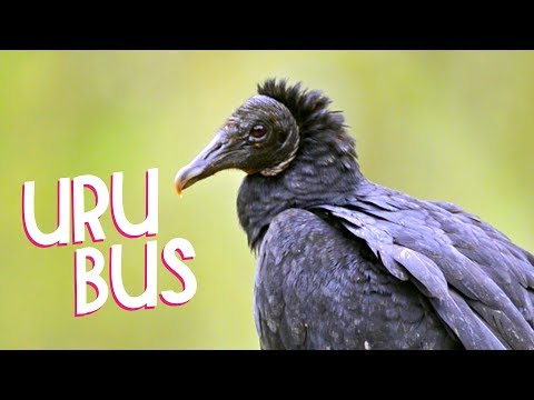 download lagu mp3 mp4 Urubu, download lagu Urubu gratis, unduh video klip Urubu