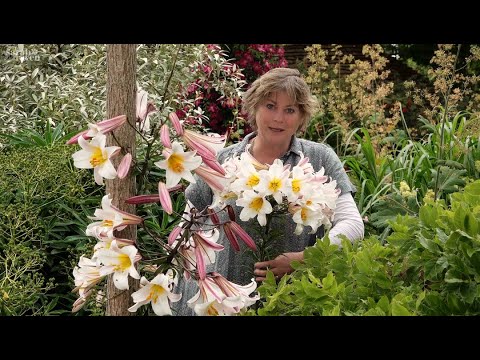 Sarah's Favourite Summer-Flowering Bulbs