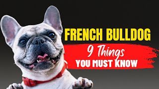 Before You Adopt a French Bulldog: 9 Essential Things You Need to Know