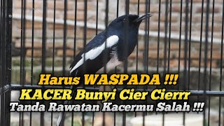 Download lagu KACER CIER CIER SOUND MUST BE HANDLED QUICKLY mp3