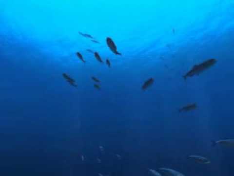 Tráiler 'Gigantes del Océano (Sea Monsters) 3D'. Hemisfèric - Proyección finalizada -