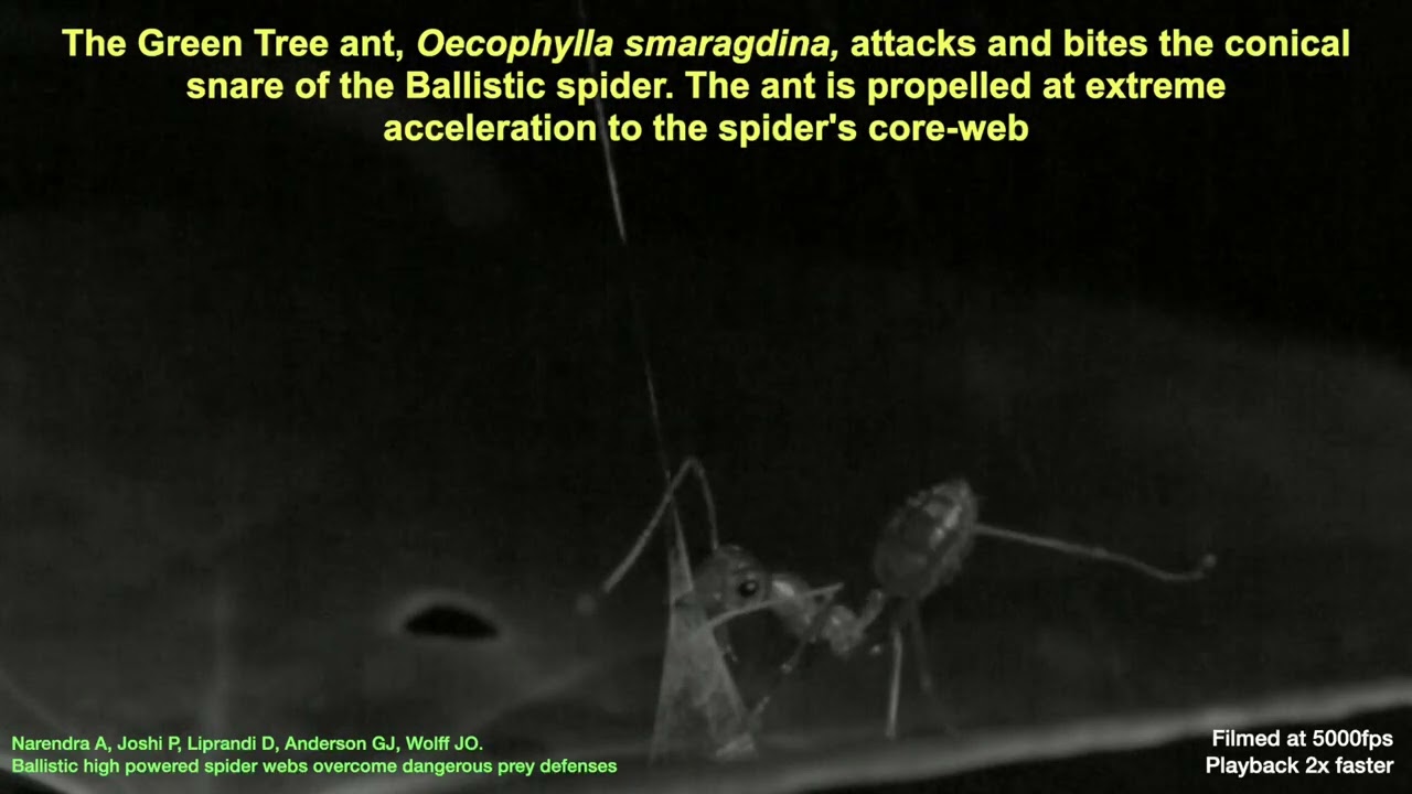 Ballistic high-powered spider webs overcome dangerous prey - YouTube