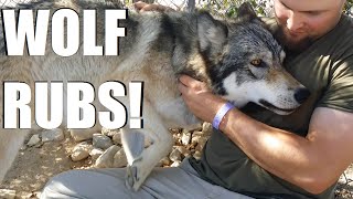 Wolf Rubs on Chris - Wolf Mountain Sanctuary