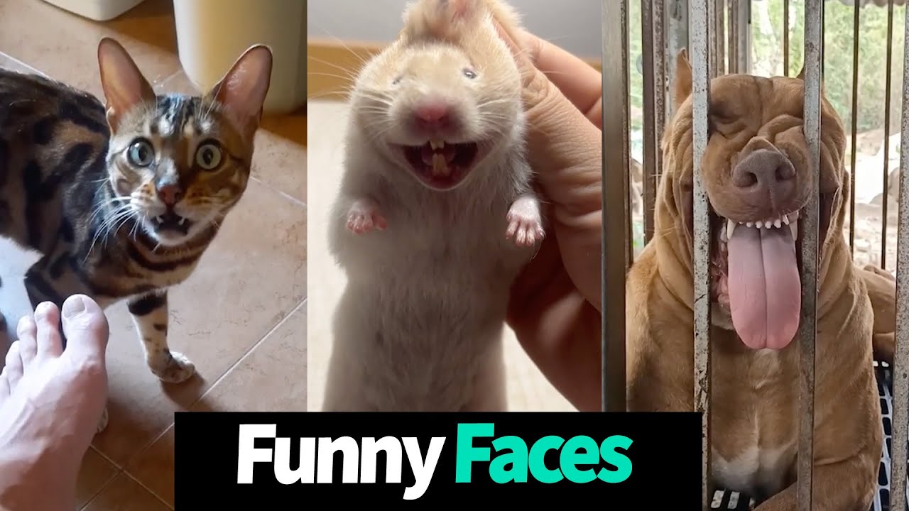 Hilarious Pet Reactions: Funny Animal Faces Compilation