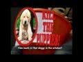 Comedian Laurence Clark S Fake Charity Collection Kill The Puppies