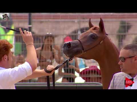 N.4 VIRGINIA MONISCIONE - Menton 2018 - Yearling Fillies (Class 1A)