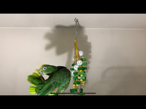 Parrot Grooming | Amazon Parrot
