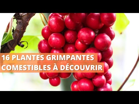 , title : '🌿 16 plantes grimpantes comestibles à découvrir !'