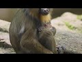 Baby Mandrill Born At Disney S Animal Kingdom Theme Park