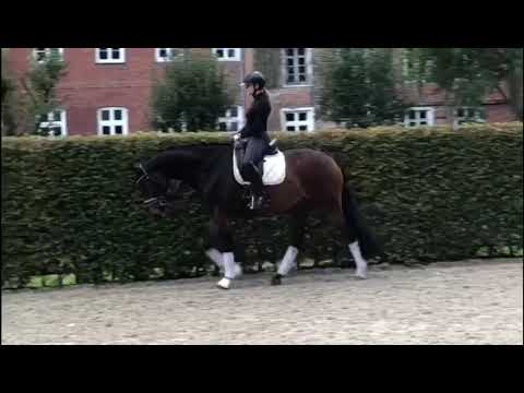 4-jähriger Wallach von Grey Flanell - Dimaggio